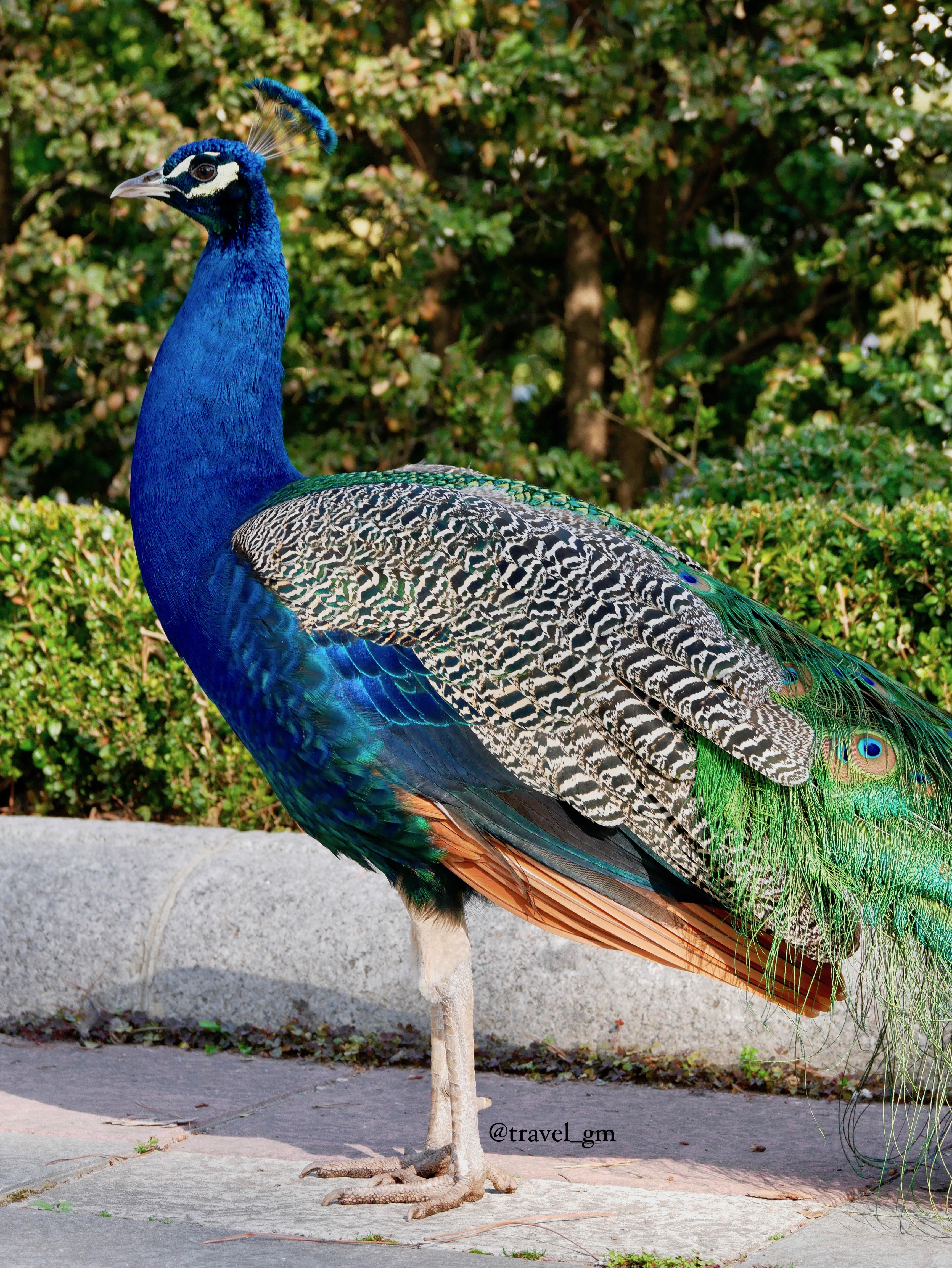 Parque del Retiro - Peacock.jpeg